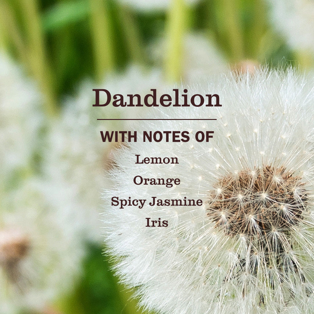 Dandelion Kitchen Basics Set - Image 4
